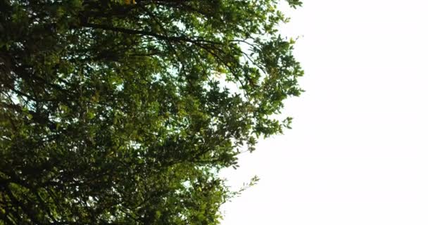 Las liście ogród krajobrazy zielone drzewa korony — Wideo stockowe