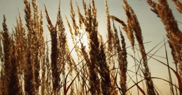 Φθινόπωρο λιβάδι αγροτικό πεδίο ξηρό γρασίδι αχυρένιο φως του ήλιου — Αρχείο Βίντεο