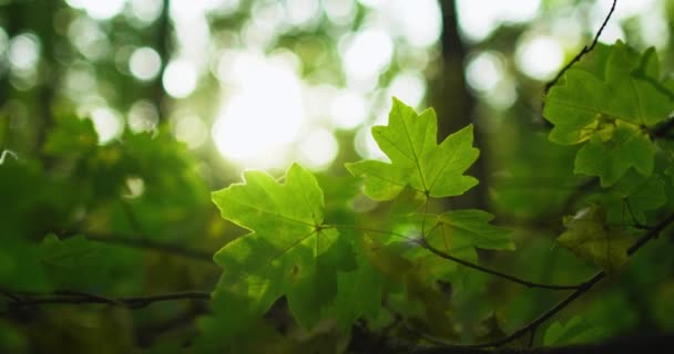 Groen gebladerte bos landschap bladeren lens flare — Stockvideo