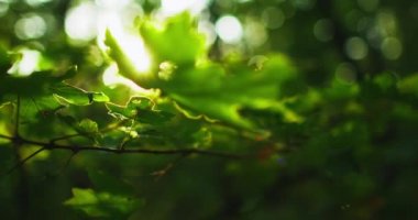 yeşil yapraklar orman koruma alanı yemyeşil yapraklar