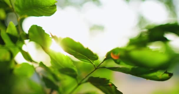 Morgon skog grönt löv blad bokeh ljus — Stockvideo