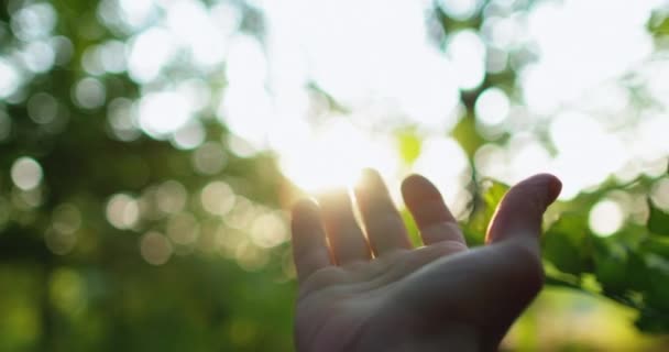 Forêt lever du soleil nature communication main faisceau — Video