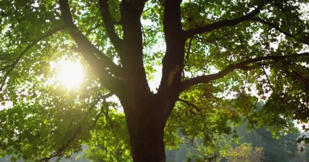 Πρωινό δάσος πράσινο φύλλωμα καταπράσινο λιβάδι δέντρο — Αρχείο Βίντεο