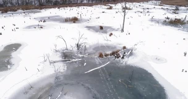 İnsansız hava aracı manzarası kış ormanı manzarası — Stok video