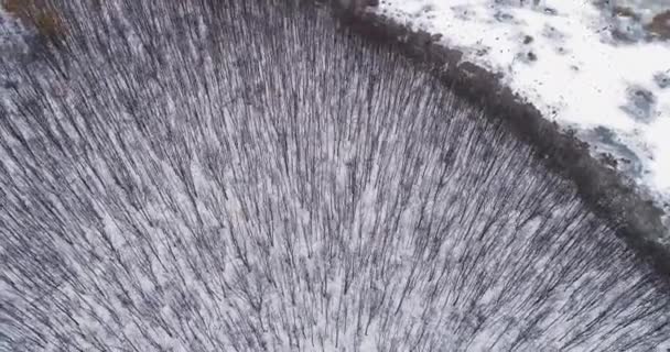 Drone erdő kilátás téli táj természet táj — Stock videók