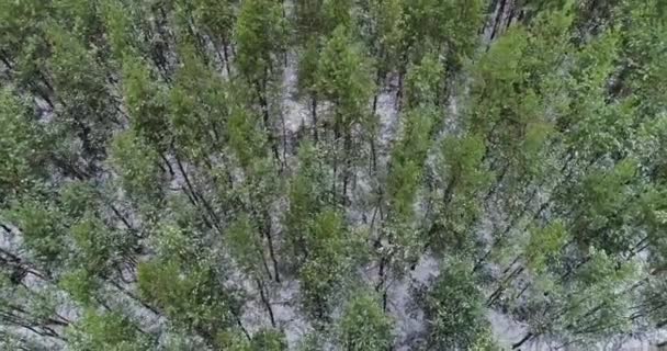 Vista aérea del paisaje principios de invierno pino-madera — Vídeos de Stock