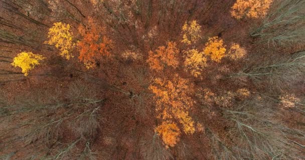 Magia jesień antena widok las krajobraz natura — Wideo stockowe