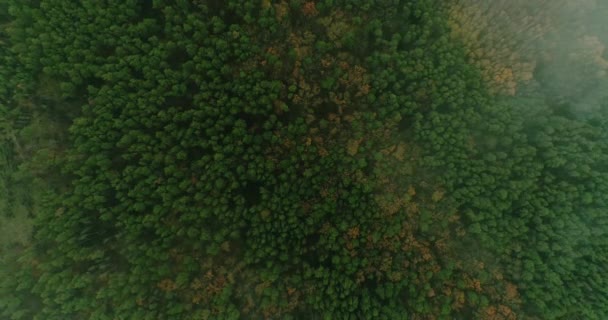 Powietrzny krajobraz widok zielony las natura panorama — Wideo stockowe