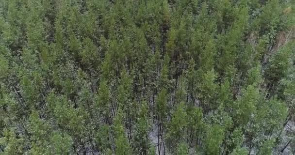 Drone landscape view pine-wood forest wild nature — Stock Video