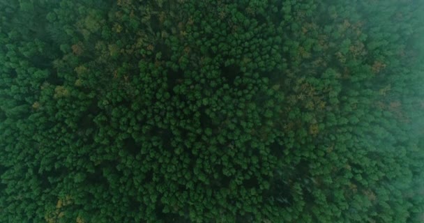 Aerial landscape view green forest nature panorama — Stock Video