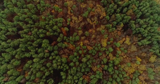 Drone landscape view late summer green forest — Stock Video