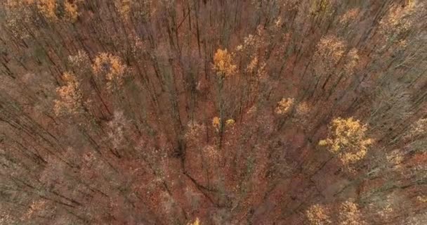 Paisagem aérea vista outono floresta sobrevoo natureza — Vídeo de Stock