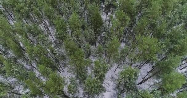 Vanuit de lucht uitzicht op het bos eerste sneeuw vroege winterseizoen — Stockvideo