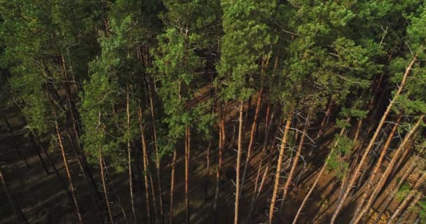 Вид с воздуха расслабляющая гармония лесной панорамы — стоковое видео