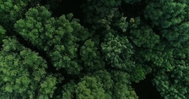 Widok z lotu ptaka lato las otwarty umysł relaks — Wideo stockowe