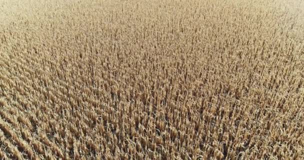 Drone landscape view dried corn field harvesting — Stock Video