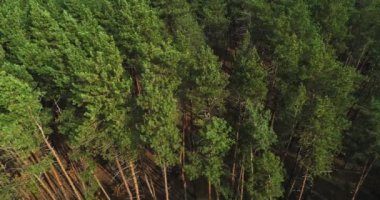 İnsansız hava aracı manzaralı Pinewood peyzaj alanı rezervasyonu