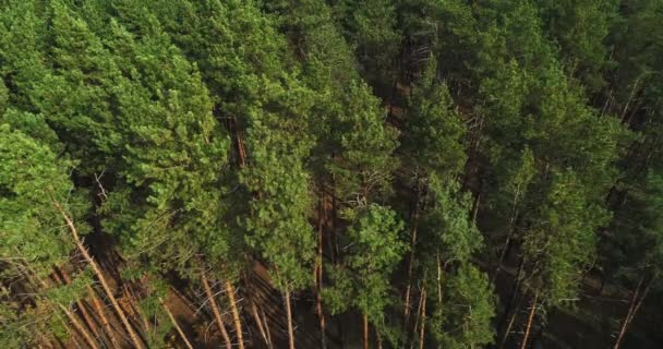 Κηφήνας θέα πευκοδάσος τοπίο πάρκο κράτησης — Αρχείο Βίντεο