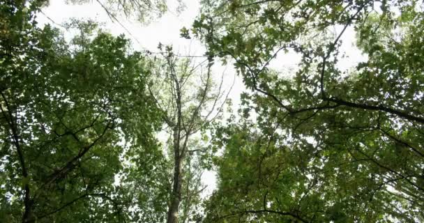 Bosques fundo verde folhagem textura árvores céu — Vídeo de Stock