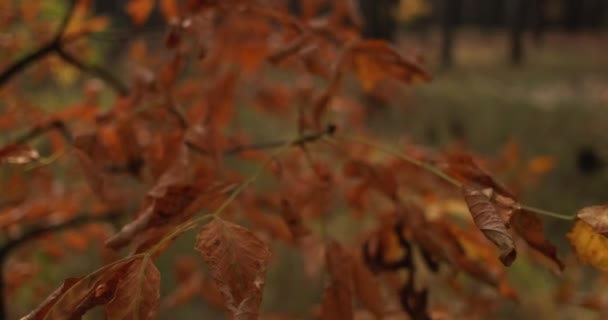 Autunno fogliame foresta paesaggio arancio foglie rosse — Video Stock