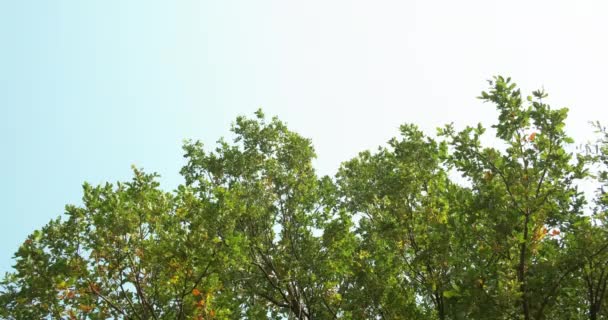 Doğa parkı arka plan yeşil ağaç mavi gökyüzü — Stok video