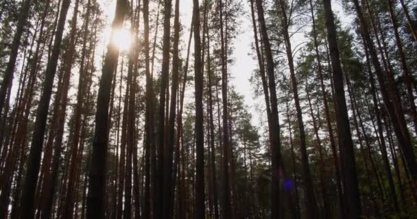 Pine woods background trees texture nature park — Stock Video