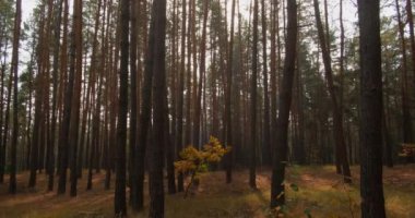 Sonbahar ormanı arka planında çam ağacı dokusu doğa