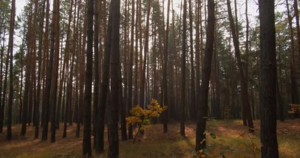 Φθινόπωρο δάσος φόντο πεύκο ξύλο υφή φύση — Αρχείο Βίντεο