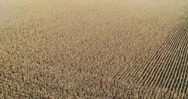 Aerial view corn field panorama harvesting — Stock Video