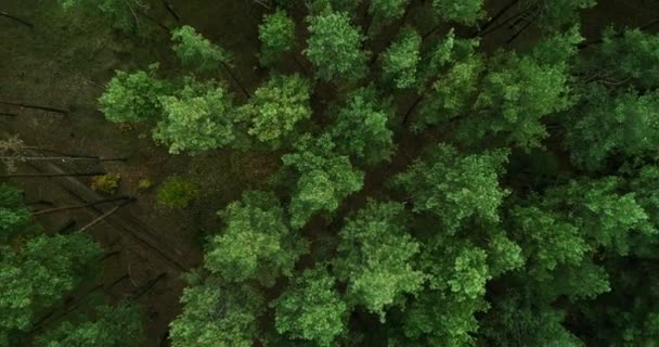 İnsansız hava aracı manzarası yeşil orman hedef perspektifi — Stok video