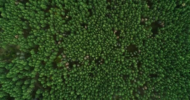 Flyover uitzicht groen bos panorama diepte geest — Stockvideo