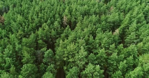 Luft Wald Ansicht grüne Landschaft panorama — Stockvideo