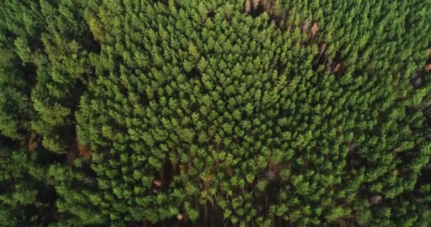 Беспилотный лес смотреть цель перспективу спокойствие — стоковое видео