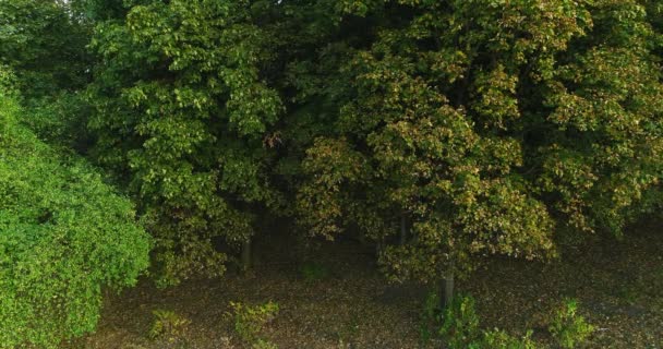 Сказочный лес с видом на воздушный пейзаж — стоковое видео