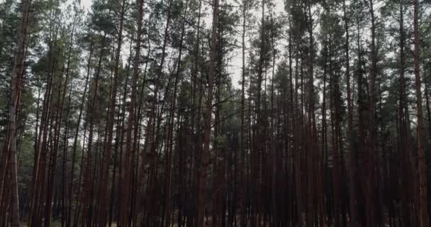 Εναέρια δάσος θέα φύση τοπίο επίτευγμα στόχο — Αρχείο Βίντεο
