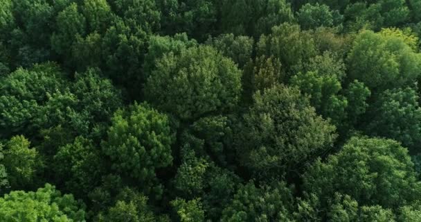 Літаючий вид на ліс мета перспектива спокій — стокове відео