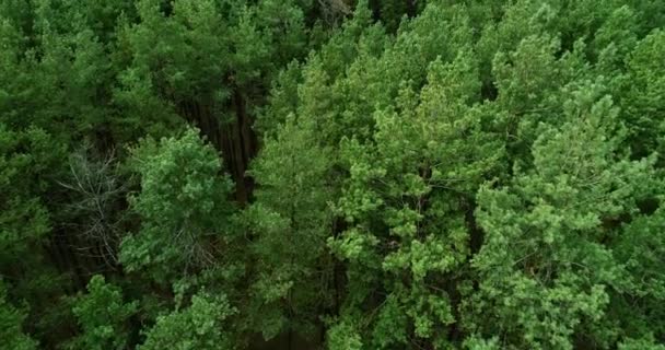 Sobrevuelo paisaje vista bosque reserva naturaleza — Vídeo de stock