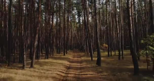 Aerial forest view find direction goal perspective — Stock Video