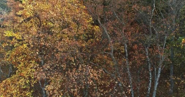 Hava manzaralı sonbahar ormanı doğa yenilenmesi sakinleştirici — Stok video