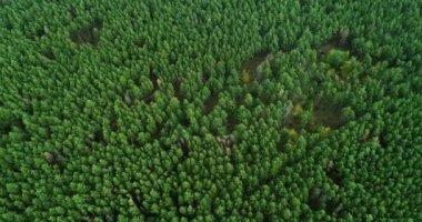 İnsansız hava aracı manzaralı orman rezervasyonu doğa