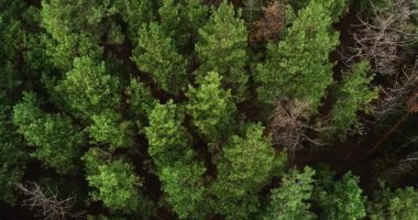 Pinewood manzaralı orman arazisi doğası.