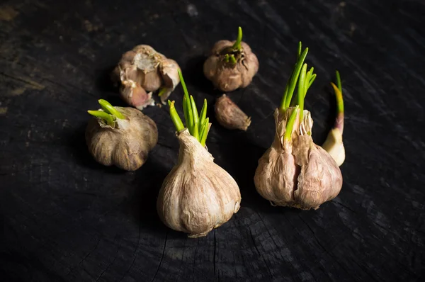 Många huvuden av vitlök med gröna groddar — Stockfoto