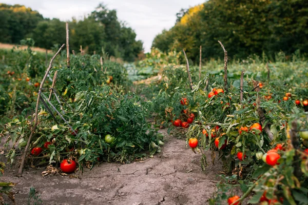 Plantation of organic tomatoes — Stock Photo, Image