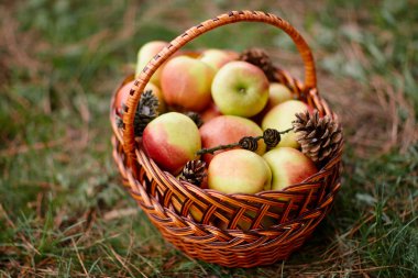 hasır sepet elma yeşil çimenlerin üzerinde ile