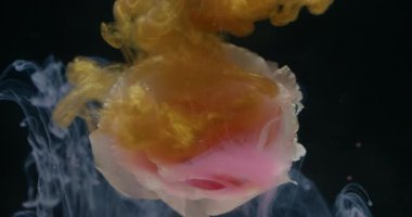 Su altında çiçek açar. Mürekkep arkaplanı. Bulanık pembe sarı beyaz renk Eustoma çiçeği doğa su bulutu parıltısı sanat üzerine yayılan koyu siyah soyutlama.