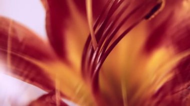 Yapraklar çiçek açar. Çiçek sanatı. Odaklanmamış kırmızı sarı çiçek doğası soyut yaratıcı çiçek arkaplanındaki bitki tomurcuğu beyaz ışık.