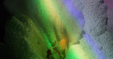 Hafif çiçek. Neon su yaprakları. Odaklanmamış beyaz mor renkli sıvı gökkuşağı çiçekleri soyut koyu siyah sanat arka planında östoma oluşturur..