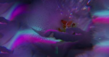 Neon gökkuşağı. Hafif çiçek. Odaklanmamış mor yeşil bitki desenleri soyut sanat fraktal arka planında su östoma doğası.