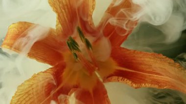 Yapraklar çiçek açar. Sigara sanatı. Beyaz renkli buhar portakallı nilüfer çiçeği doğası soyut koyu siyah çiçek arkaplanda yüzer..