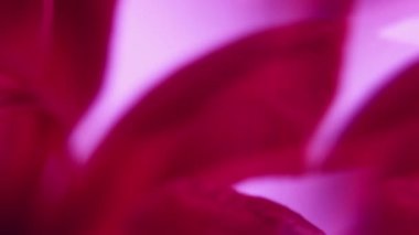 Çiçek tomurcuğu. Doğa tropikal. Odaklanmamış pembe neon rengi çiçek yaprakları soyut sanat ışığı çiçek arkaplanında parıldıyor..